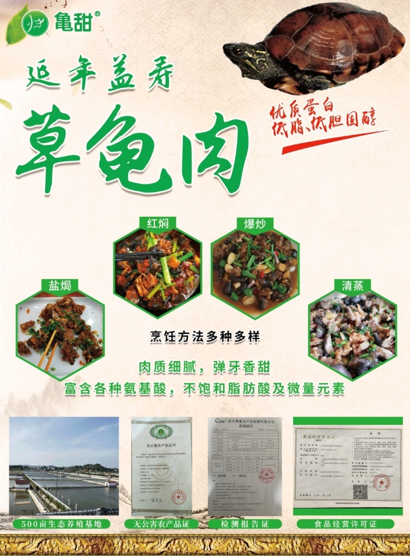 中华草龟肉外塘草龟批发源头