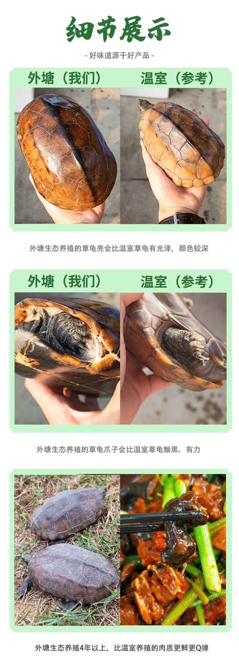中华草龟肉外塘草龟批发源头