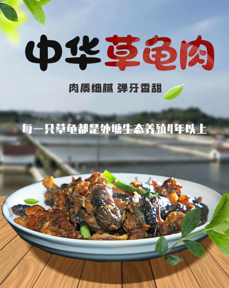 中华草龟肉外塘草龟批发源头