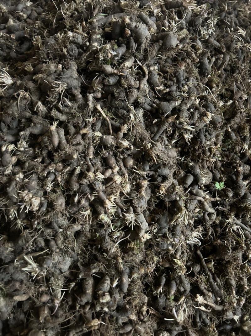 天葵子湖南野生天葵子千年老鼠屎产地鲜货干货供应