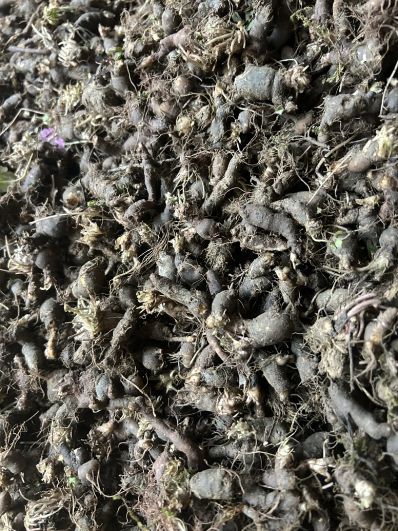 天葵子湖南野生天葵子千年老鼠屎产地鲜货干货供应