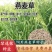 燕麦草种子养殖牧草耐寒种籽高产鱼饲料草籽绿肥牛羊草种籽