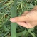 燕麦草种子养殖牧草耐寒种籽高产鱼饲料草籽绿肥牛羊草种籽