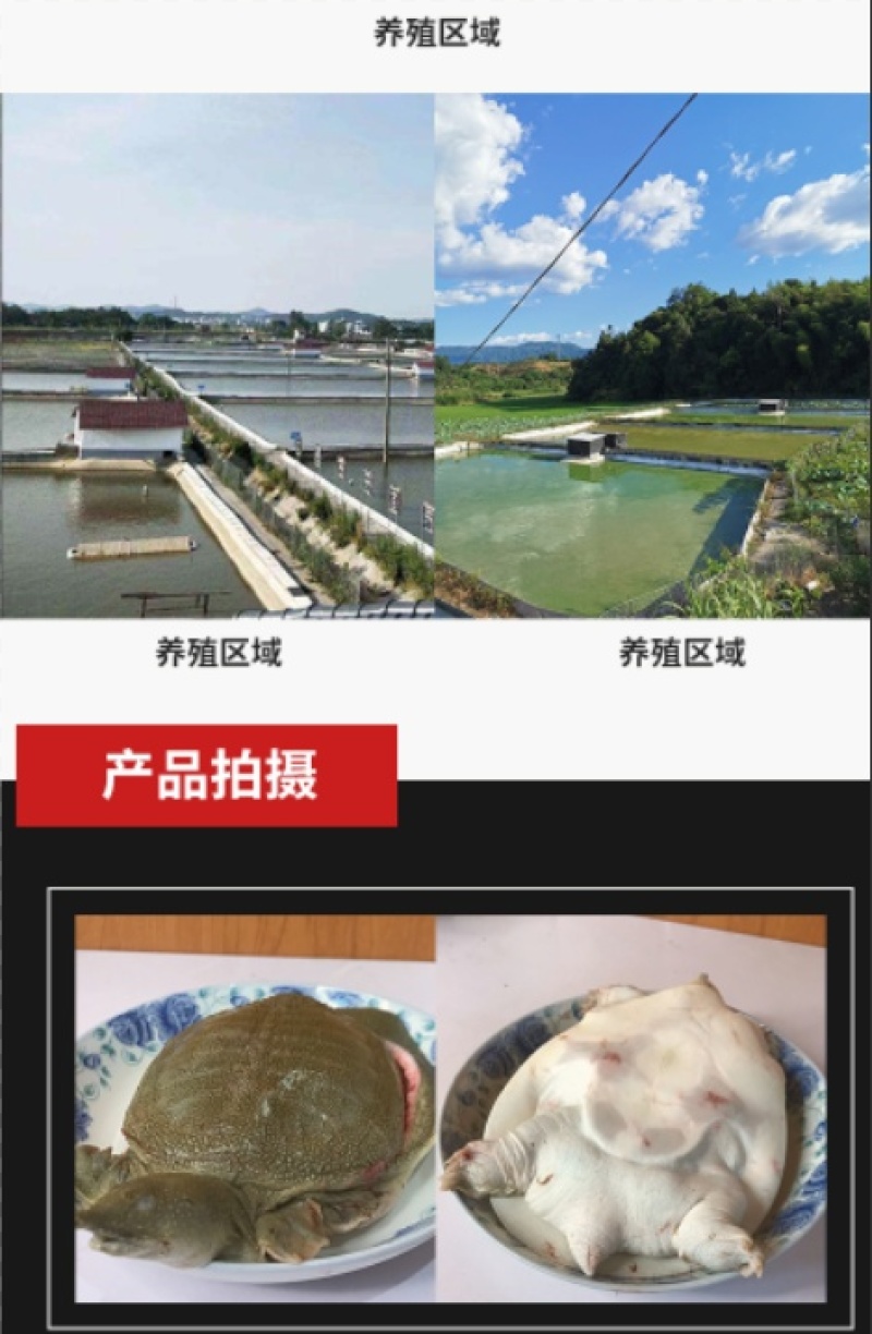 甲鱼肉甲鱼快大型加工厂批发