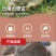 甲鱼肉甲鱼快大型加工厂批发