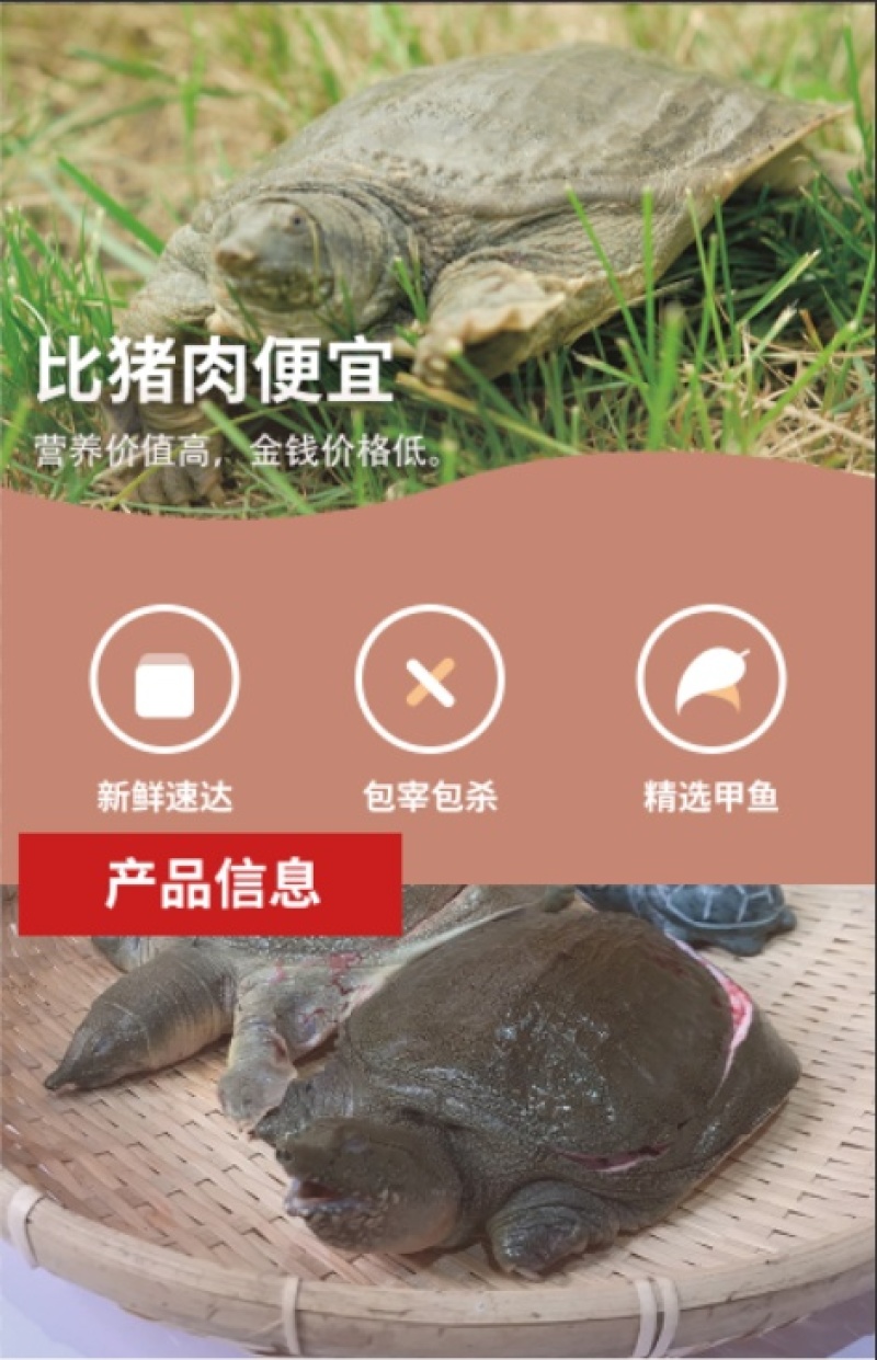 甲鱼肉甲鱼快大型加工厂批发