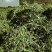精品灯盏花25年新货