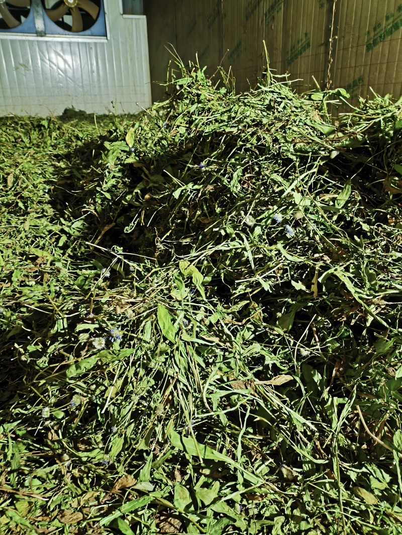 精品灯盏花25年新货