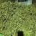 精品灯盏花25年新货