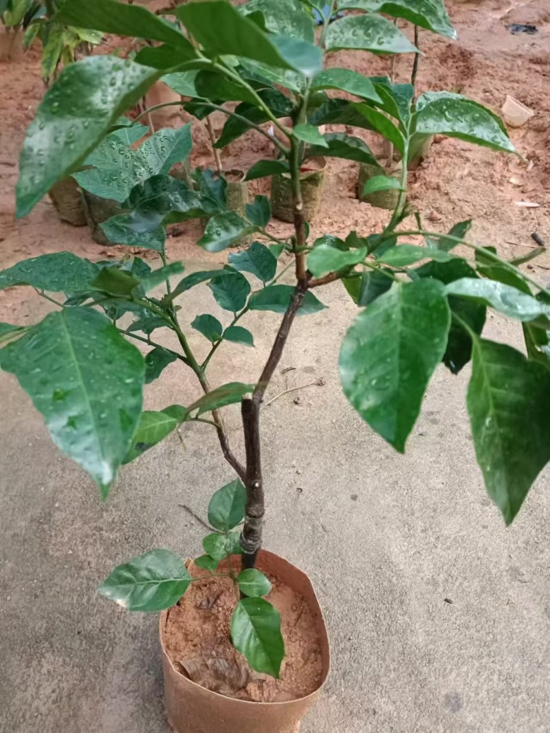 黑金刚苗番石榴苗货源充足