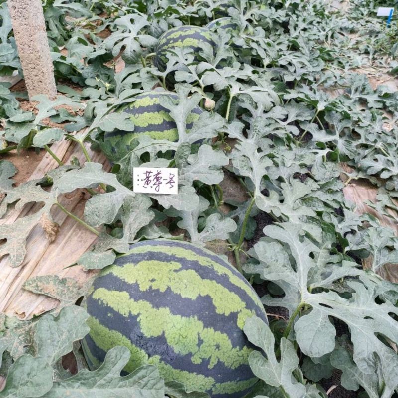 黄尊一号黄心甜西瓜种子甜蜜顺丰薄皮富硒黄肉西瓜