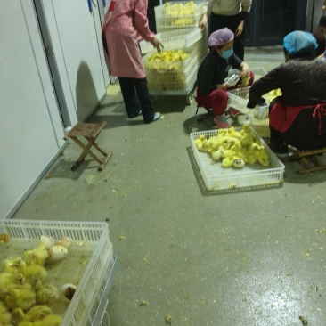 鹅苗，鹅苗供应，大三花鹅苗，