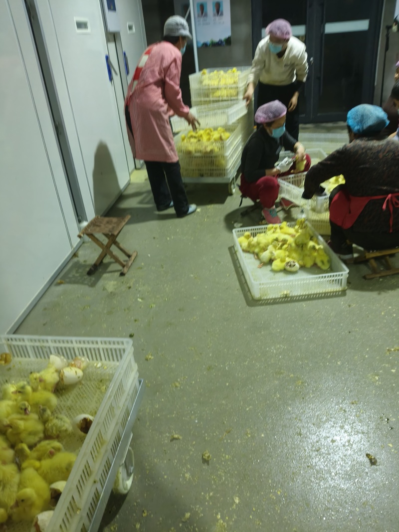鹅苗，鹅苗供应，大三花鹅苗，