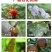 石硫合剂整箱批果树园林清园剂涂白剂白粉病红蜘蛛杀菌杀虫剂