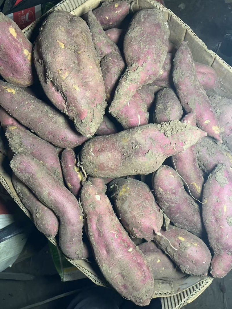商薯193两起步通货手挑白心白瓤精品