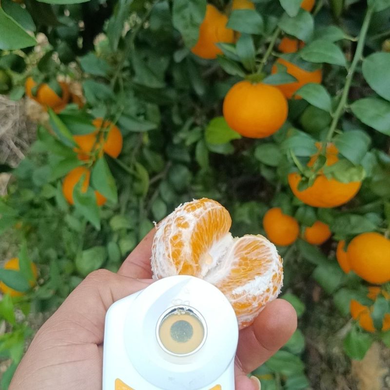 精品沃柑产地直供货源充足品质好价格低全国发货欢迎来