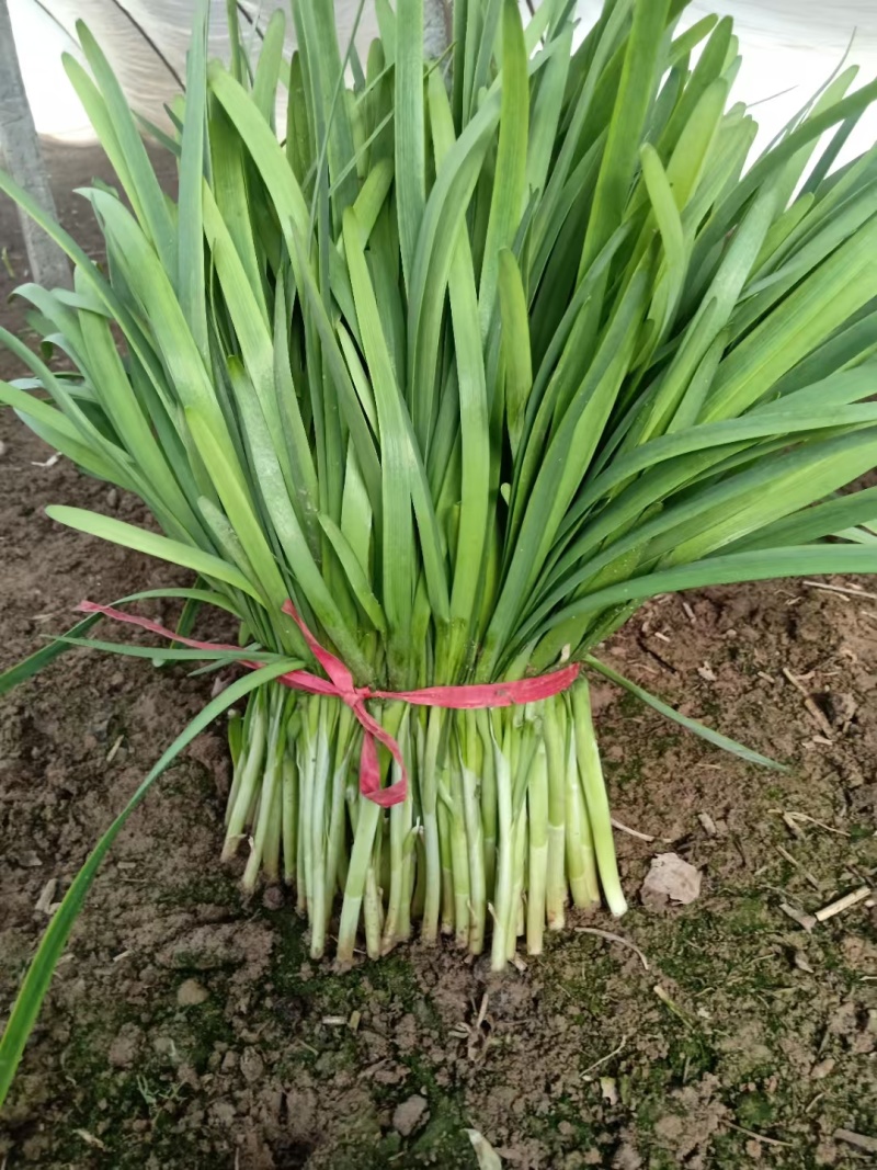 精品大叶韭菜大量有货需要可以联系，质量三保