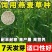 燕麦草种子养殖牧草耐寒种籽高产鱼饲料草籽绿肥牛羊草种籽