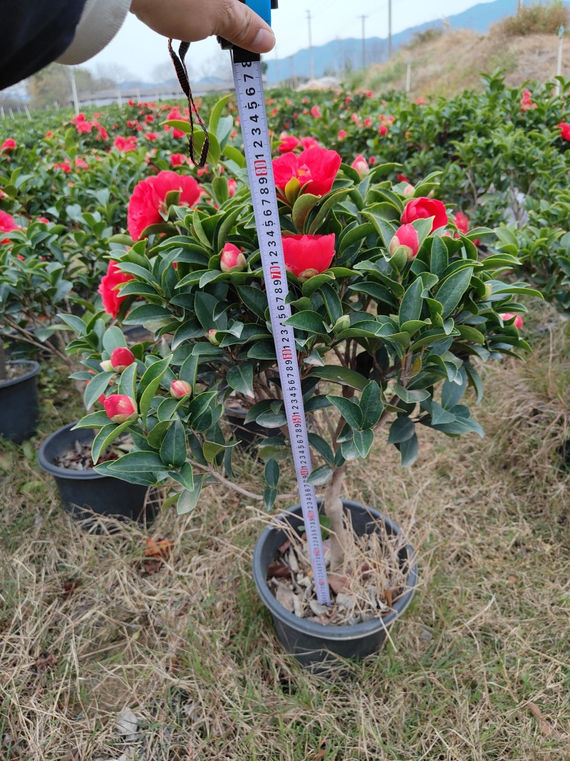 四季茶花，基地直发。