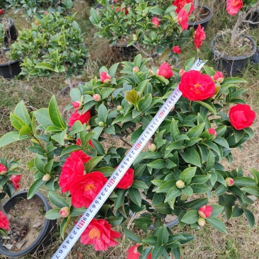 四季茶花，基地直发。