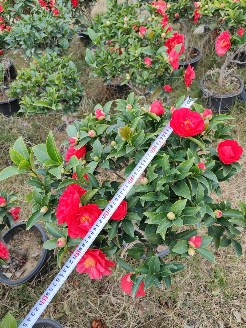 四季茶花，基地直发。