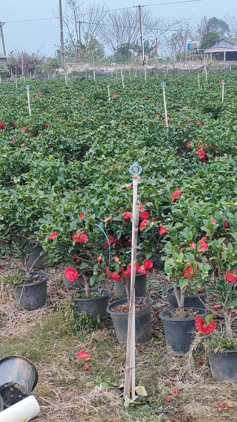 四季茶花，基地直发。