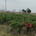 四季茶花，基地直发。