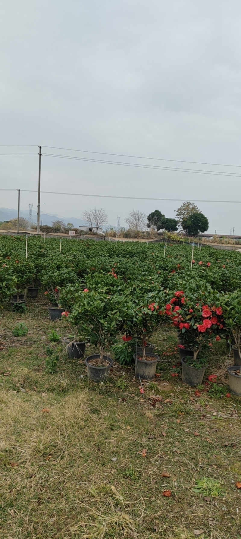四季茶花，基地直发。