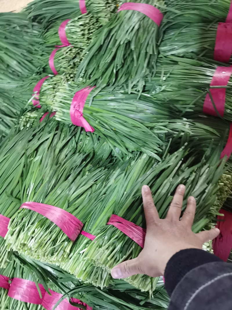 广西韭菜