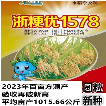 杂交水稻种子浙粳优1578圆粒杂交粳稻品种优质高产