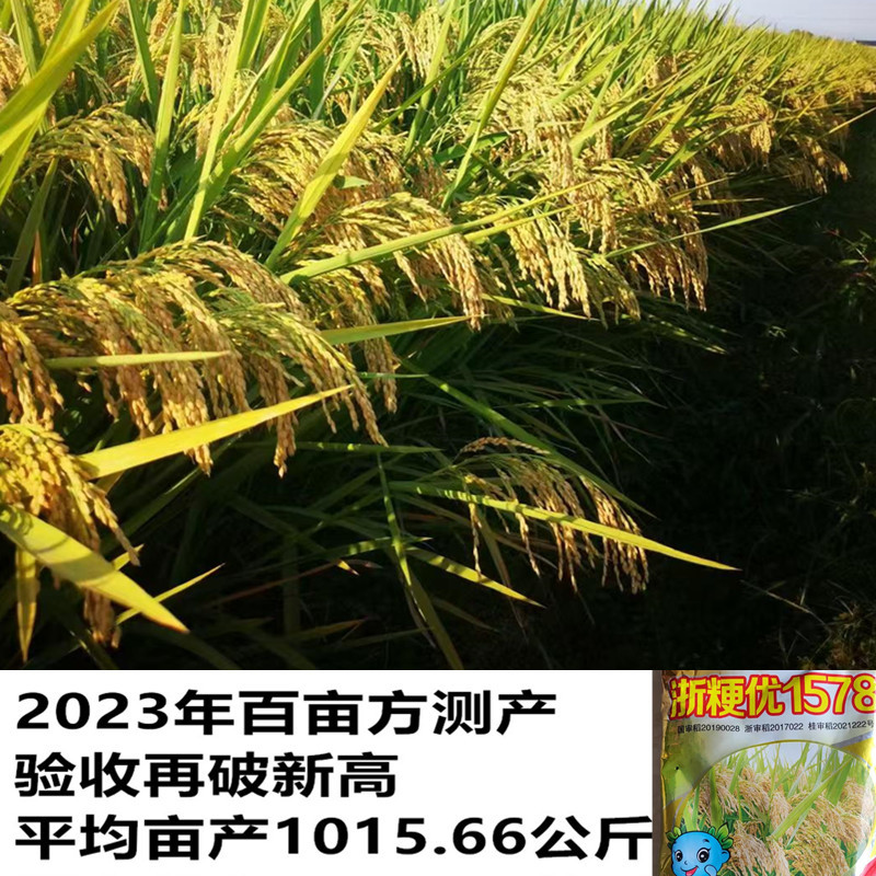 杂交水稻种子浙粳优1578圆粒杂交粳稻品种优质高产