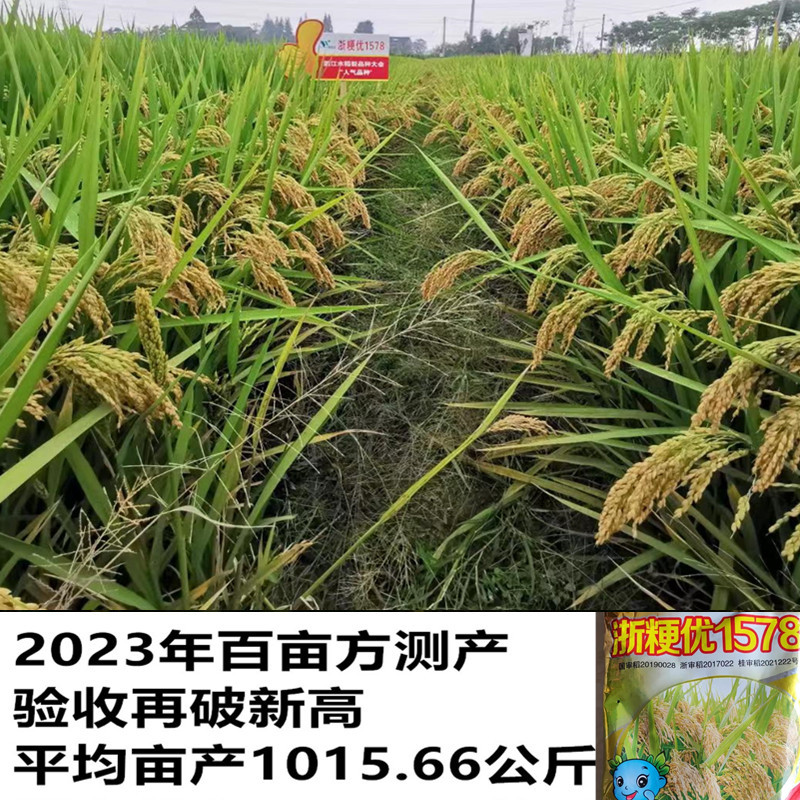 杂交水稻种子浙粳优1578圆粒杂交粳稻品种优质高产