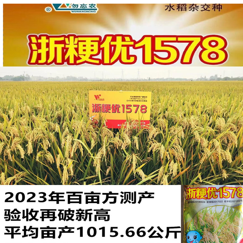 杂交水稻种子浙粳优1578圆粒杂交粳稻品种优质高产