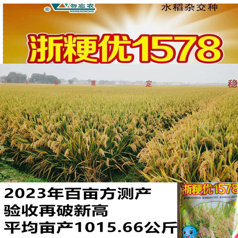 杂交水稻种子浙粳优1578圆粒杂交粳稻品种优质高产