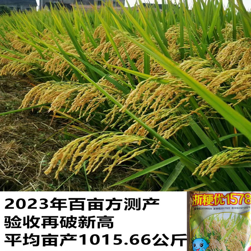 杂交水稻种子浙粳优1578圆粒杂交粳稻品种优质高产