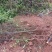 酸木瓜苗大理特产基地直发价格实惠量大从优快递包邮
