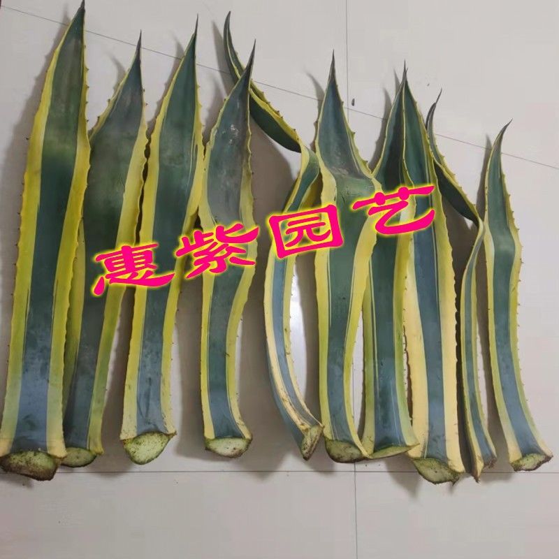 金边龙舌兰各种规格自己家栽的