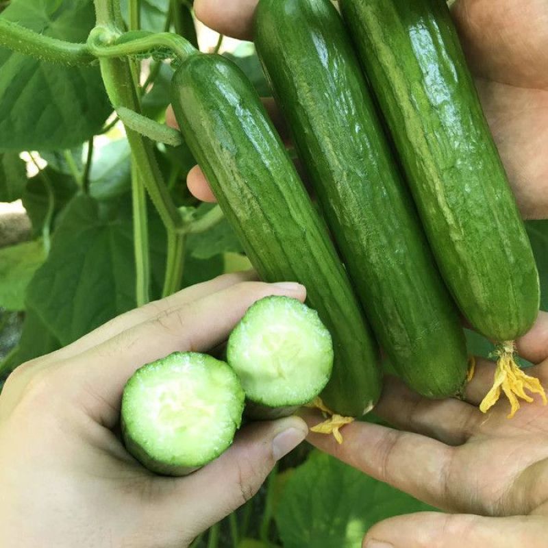 好特康蜜水果黄瓜种子早熟微甜脆嫩清香皮翠绿色高产