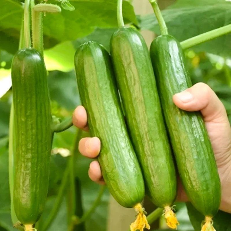 好特康蜜水果黄瓜种子早熟微甜脆嫩清香皮翠绿色高产
