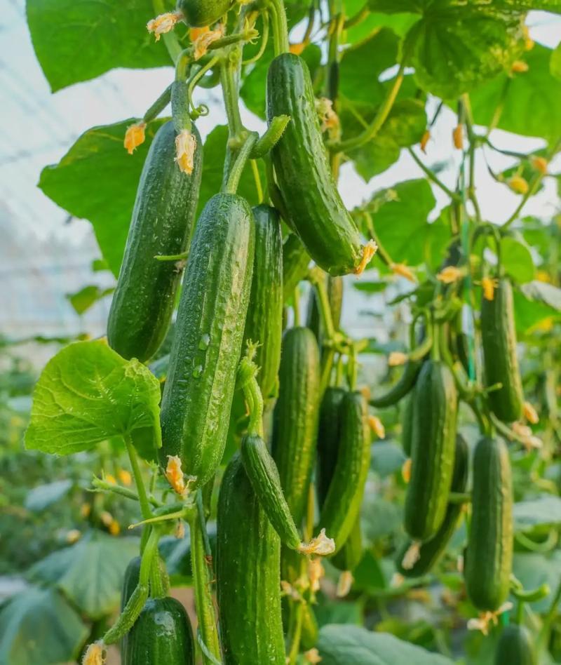 好特康蜜水果黄瓜种子早熟微甜脆嫩清香皮翠绿色高产