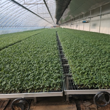 越夏耐热硬粉西红柿苗厂家直发量大价优欢迎咨询