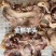 熟食凉菜，猪肉类，鸡肉类，高中低档一百多个产品供你选择