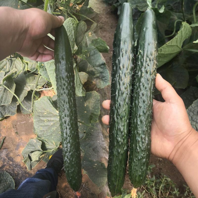 油亮K100黄瓜种子春季秋季大棚全雌油绿夏季耐热耐寒