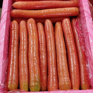 精品秤杆红萝卜产地直销量大质优价格优惠一手货源