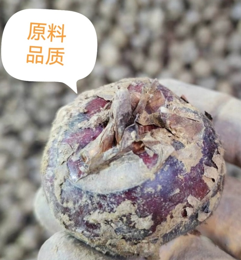 厂家批发速冻优品白马蹄，口感好清甜爽脆化渣，库存100吨