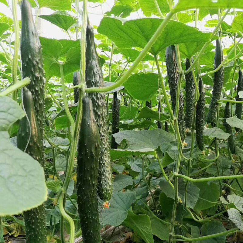 津优409黄瓜种子春夏秋陆地油亮黄瓜良种露地