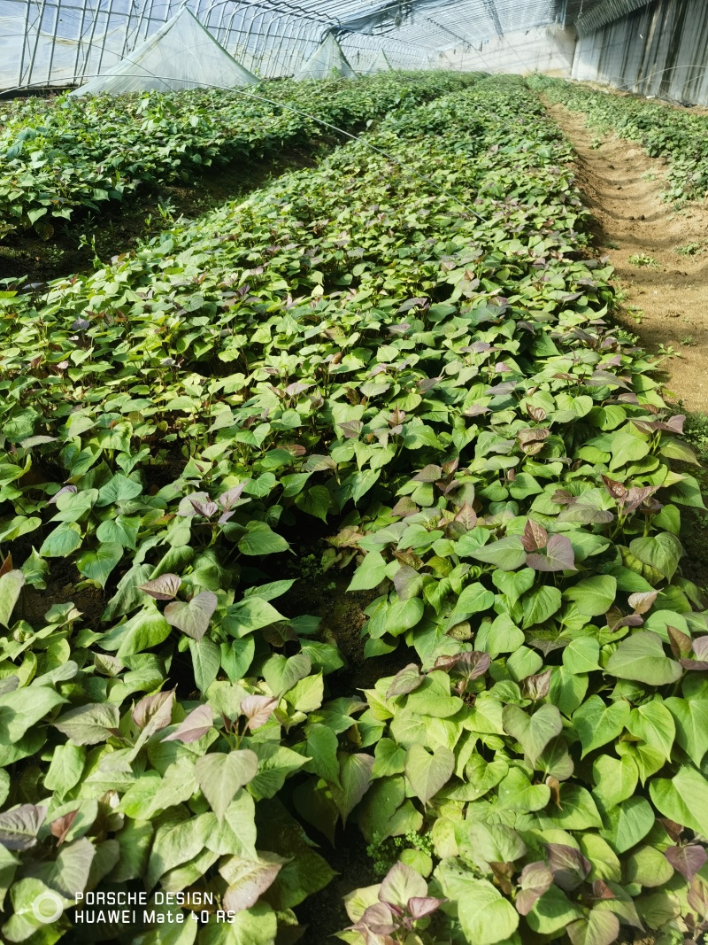 山东地瓜红薯苗济薯26西瓜红济薯25糖蜜罐新品商薯19等
