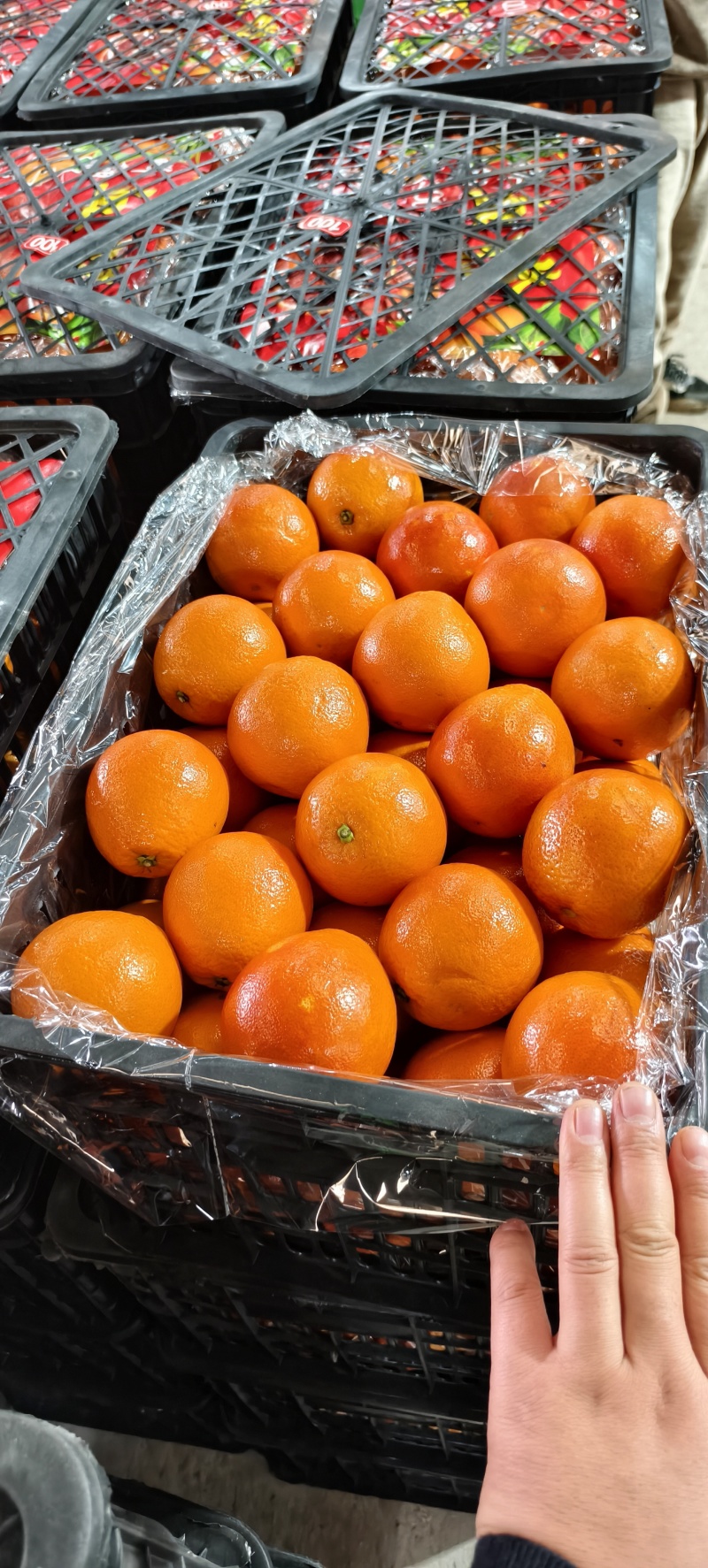 橙子血橙