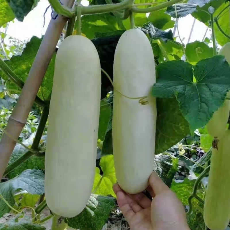 大白黄瓜种子可留种白黄瓜四季阳台大田种植蔬菜