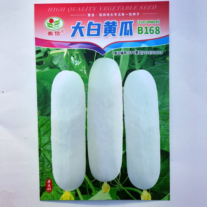 大白黄瓜种子可留种白黄瓜四季阳台大田种植蔬菜